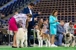 Wystawa Shelby Międzynarodowa Łódź 18-19.11.2023